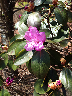 Flower-Purple